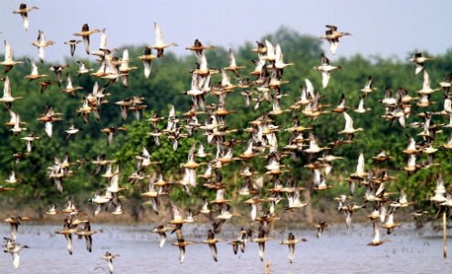 Bird Watching Tour at Xuan Thuy National Park 2 Days